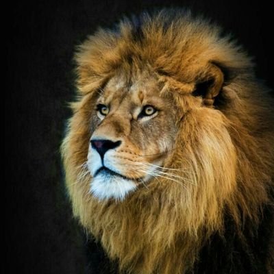 Lion5293 Profile Picture