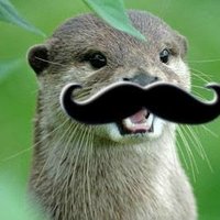 AussieOtter(@AussieOtterR6) 's Twitter Profile Photo