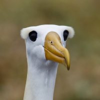 silly goose :D 🤍 (@the_sud_muffin) 's Twitter Profile