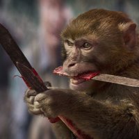 Monkey With A Knife(@monkeywillnotgo) 's Twitter Profile Photo