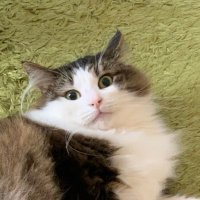 ほろ🐾 (@hololoxx) Twitter profile photo