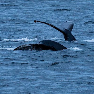 geor52646's profile picture. pulmonologist--remember-first line COVID19.  republican, but not radical.  I liked the days when the left and right were civil to each other