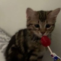 Luna (@lunacenta) 's Twitter Profile