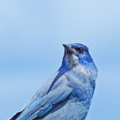 pinionjay's profile picture. 