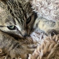 whadda (@whaddaie) 's Twitter Profile