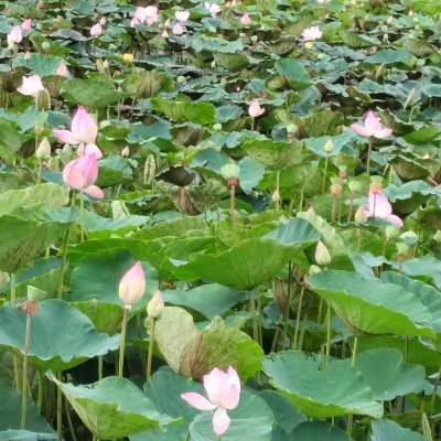 mxnchng491238's profile picture. 