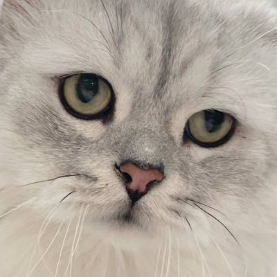 grizzly_2901's profile picture. #จวิ้นฮั่น จงเจริญ!!!