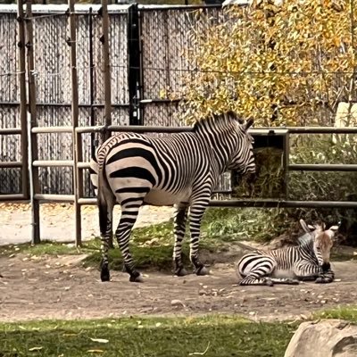 lookingwy's profile picture. 