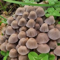 Nooristic Mycologist(@NooristicM30854) 's Twitter Profileg