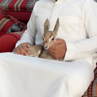 سلطان بن راشد (@sultan977777) 's Twitter Profile
