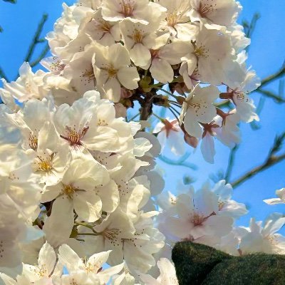 konnbenipei's profile picture. 