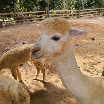 kaolu1028201's profile picture. anything!