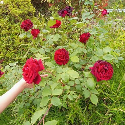 x79ipPxPiJLS3v4's profile picture. 