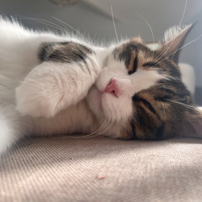 coskudemirhan's profile picture. / software engineer