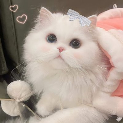 catsmeowmeowss's profile picture. 