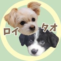 ロイくんはチワプーでタオくんはボーダーコリーです。(@roykun_chiwapu) 's Twitter Profile Photo