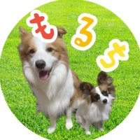 ボーダーコリーもる・パピヨンるち【もるちTV】 (@moru_border) 's Twitter Profile