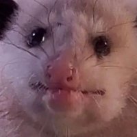 GubbleBum (@gubbiebum) 's Twitter Profile