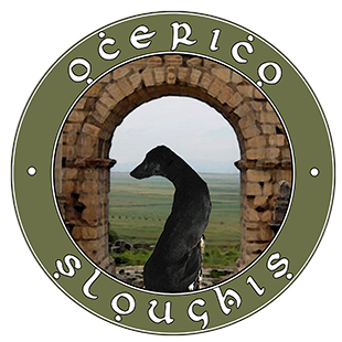 ocerico's profile picture. Preservation breeder of the sighthound from the Maghreb:  the Sloughi.
