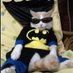 the cat guy (@highfor4life) Twitter profile photo the cat guy (@highfor4life) Twitter profile photo