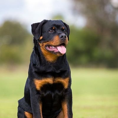 Follow us if you love👉 #rottweiler
❤️DM for featured on our page❤️
©️DM for credit/Remove©️