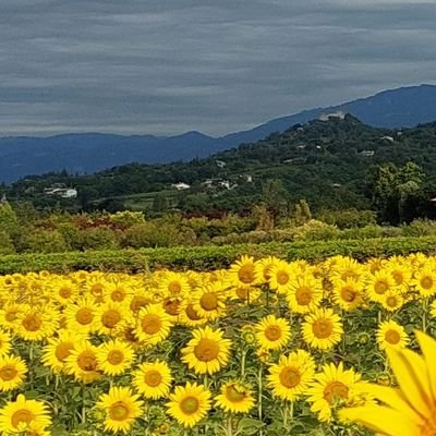 🇪🇺 Geografa. Sono  contro la violenza e la prepotenza sotto qualsiasi forma. Europeista, antifascista.