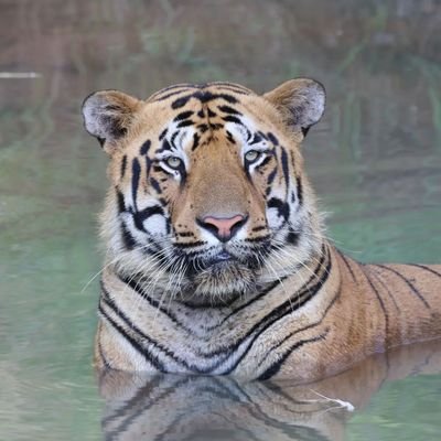 balasaiteja369's profile picture. Rare allotropy of carbon 🐼