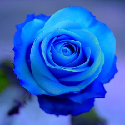 rosedoesart25's profile picture. - Hello Rosebuds! I am an inspiring artist and illustrator who hopes to make it big one day!