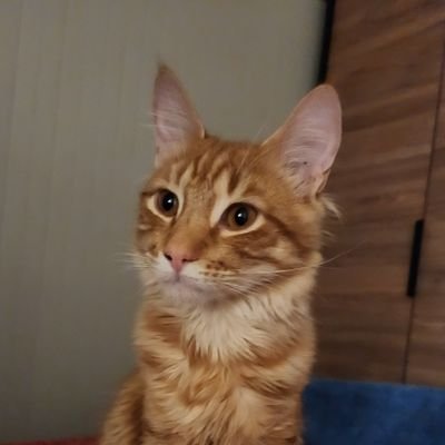 pbustamante9's profile picture. 🐕🐈🐢💻🎮🚗 - 
Puente 4 🙅🏻 - 
Entusiasta funcional de Scala - 
Santa Cruz / Santiago