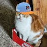 JacobHalbstein's profile picture. My cats name is Daisy 
 
Go Cavs

Go new york sirens