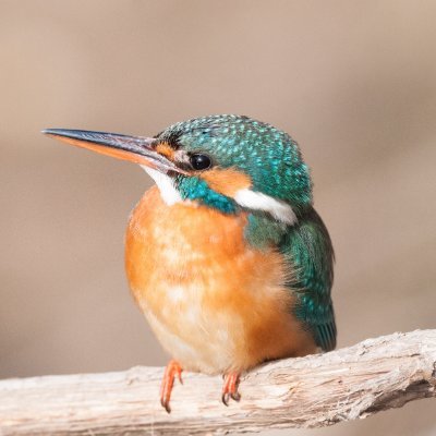 J'aime la Vie, la Nature et la liberté c'est pourquoi je vis en Ardèche sur une plane et stationnaire.