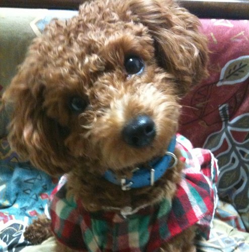 furafuradog's profile picture. 