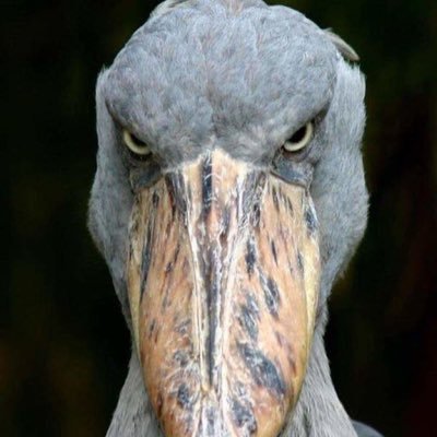 Doughnotman's profile picture. In Love with Yoruba women