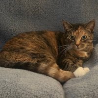 Precious Kitty Cat(@preciouskitty61) 's Twitter Profile Photo