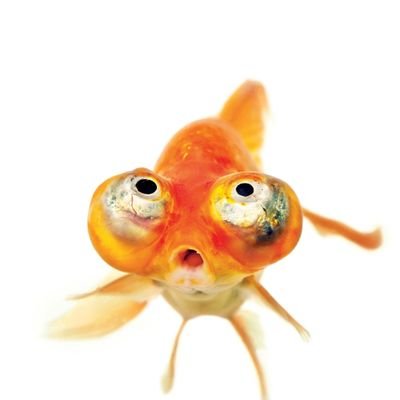 CarlosIsFish's profile picture. I am fish