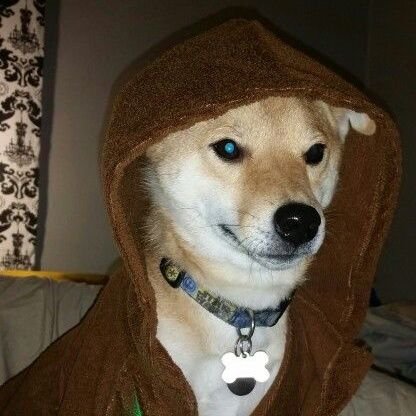 NOT the dog you are looking for.

Warning: I love to trigger people. If you can't handle that, turn back now.

#MAGA #TRUMP2024