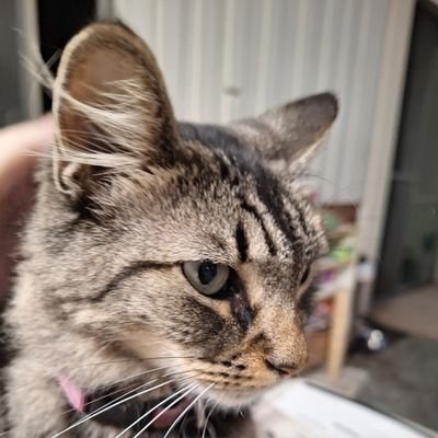 formerly @RoseKatieCats1 @So_Cal_Katie 
Katie: staff to Allegra Viola Cosette Liuzzo, #Ambassacat for #LosAngeles #CalicoCrew 
please follow me back. thank you