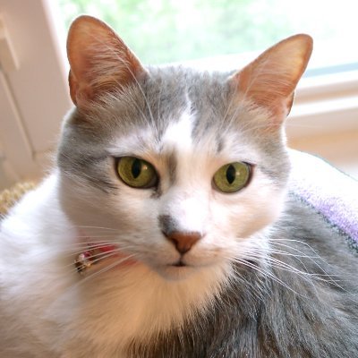 CoolCyberCats's profile picture. Cat owner. Maker of hand crafted, fun toys that cats love. #BigSkyCats #FunCatToys