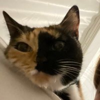 bilemiyorum altan #6284 (@irissversion) 's Twitter Profile