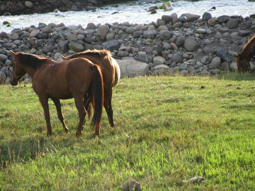 aliceladet's profile picture. 