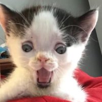Avokad1nx (@avokad1nx) 's Twitter Profile