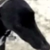 Hi (@laserswrd) 's Twitter Profile
