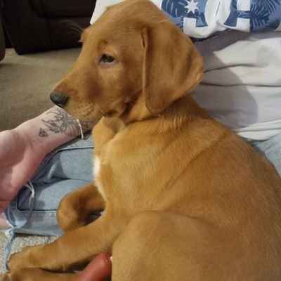 DaveButler1950's profile picture. If you DM me I shall block you.