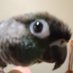 Jester The Bird Brain 💯 🇺🇸 (@saltwaterblitz) Twitter profile photo