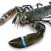 lobster (@frozenlobster_) Twitter profile photo lobster (@frozenlobster_) Twitter profile photo