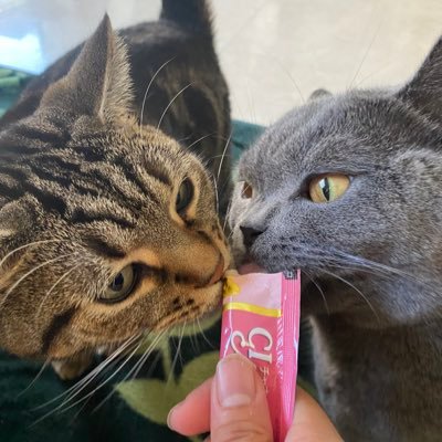 アメリカンショートヘアのアニ、ブリティッシュショートヘアのランの毎日を🐈🐈⬛ 無言フォロー大歓迎です☺️可愛いネコ見たら無言フォローしちゃいます🥰