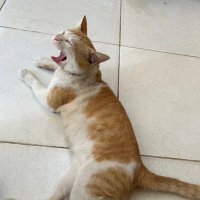 din (@navbuddy) 's Twitter Profile