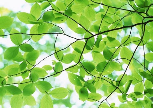 Soalrindu's profile picture. 