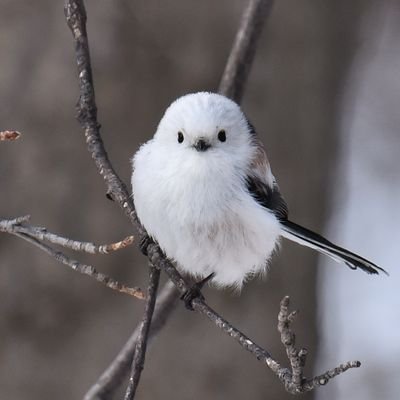 日本に生まれた事を誇りに思います。
脳出血を発症し立つ事すら出来ませんでしたがリハビリに努め杖を使えば歩けるようになりました。総務や経理の部長経験を活かし今は障碍者枠で仕事をしています。
１度は失いかけた人生、私でも日本のために役に立つ事が出来るなら一生懸命働きたいと思います。