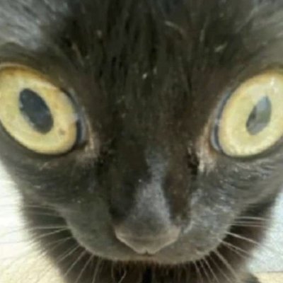 BrunoUmbelino4's profile picture. Resistindo ao insuportável peso do simples existir